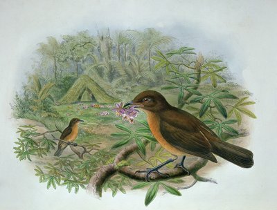 Amblyornis Inornatus, Pájaro Jardinero de Vogelkop de John and Hart, William Gould