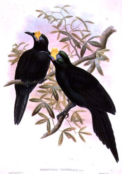Paradigalla Carunculata de John and Hart, William Gould