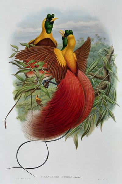 Uranornis Rubra de John and Hart, William Gould