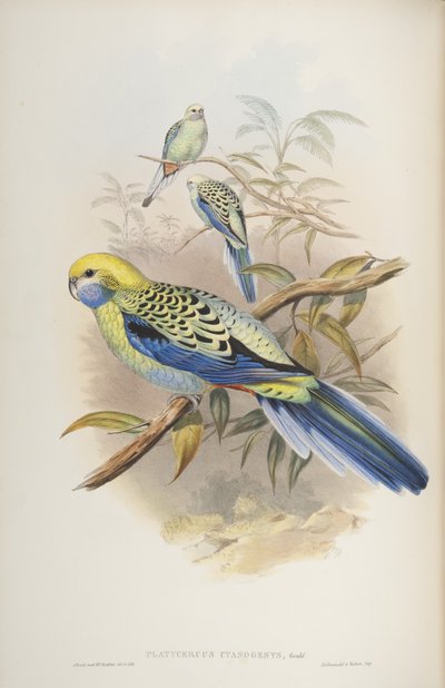 Platycerus cyanogenus, de The Birds of Australia por John Gould, 1840 de John and Richter Gould
