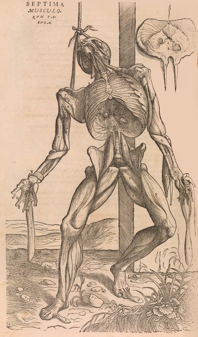 De humani corporis fabrica De la estructura del cuerpo humano de John of Calcar