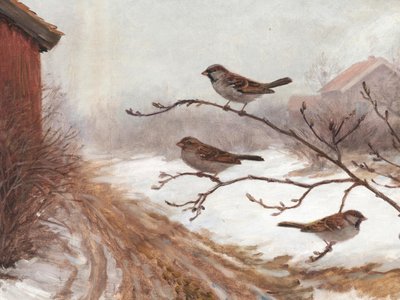 Gorriones de granero en invierno de Jolly and Dash