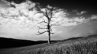 The Goodwood Estate en West Sussex, Reino Unido, 2020 (foto) de Jon Nicholson