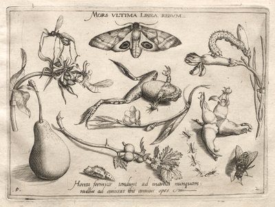 Arquetipos y Estudios: La muerte es la línea que marca el final de todo (Parte II, lámina 5) de Joris Hoefnagel