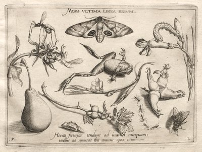 Arquetipos y estudios: La muerte es la línea que marca el final de todo Parte II, placa 5, 1592 de Joris Hoefnagel