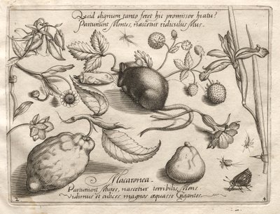 Arquetipos y estudios: Lo que puede surgir en consonancia con una promesa tan cavernosa, 1592 de Joris Hoefnagel