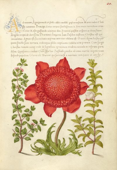 Albahaca Tomillo, Amapola Anémona y Mirto de Joris Hoefnagel