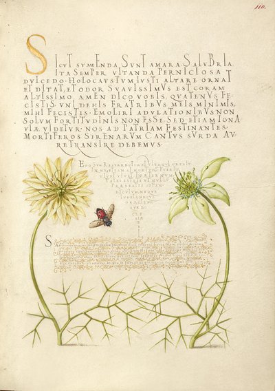 Cumins negros e insectos de Joris Hoefnagel
