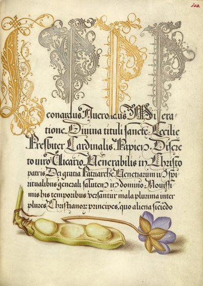 Habas y hojas de hígado de Joris Hoefnagel