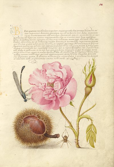 Caballito del diablo, rosa francesa, castaño español y araña de Joris Hoefnagel