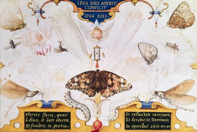 Díptico con flores e insectos, 1591 de Joris Hoefnagel