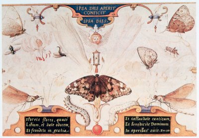 Díptico con flores e insectos, 1591 de Joris Hoefnagel