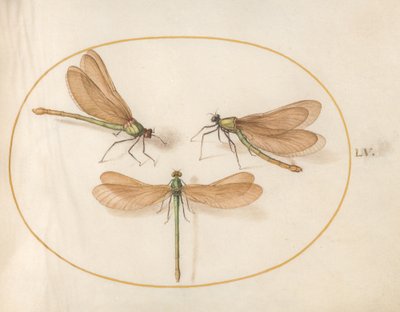 Libélula, c.1575-80 de Joris Hoefnagel