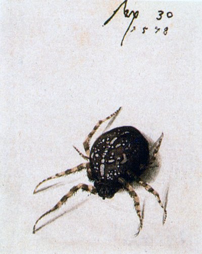 Araña hembra, 1578 de Joris Hoefnagel
