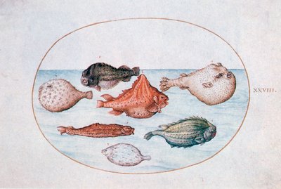 Pez, siglo XVI de Joris Hoefnagel