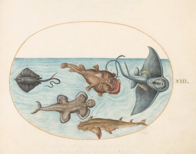 Pez, c.1575-80 de Joris Hoefnagel