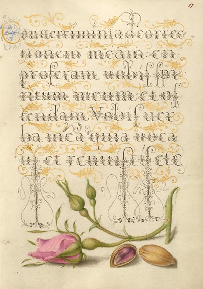 Rosa francesa y pistacho de Joris Hoefnagel