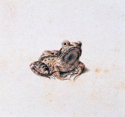 Rana Verde de Joris Hoefnagel
