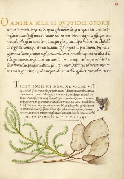 Mosca doméstica, algodón de lavanda y planta del dinero de Joris Hoefnagel