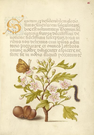 Insecto, espino inglés, oruga y avellano europeo de Joris Hoefnagel