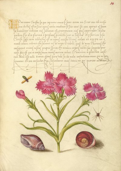 Insecto, dulce Guillermo, araña, molusco marino y ojo de Santa Lucía de Joris Hoefnagel
