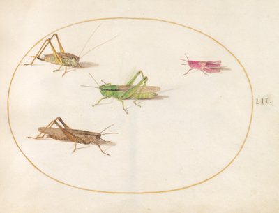 Insectos, c.1575-80 de Joris Hoefnagel