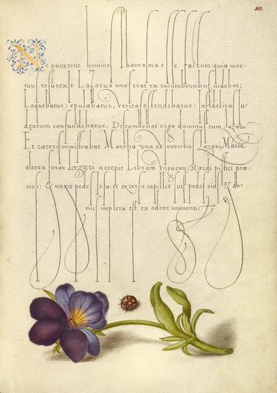 Mariquita y pensamiento silvestre europeo de Joris Hoefnagel