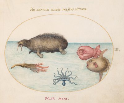 Criaturas marinas, c.1575-80 de Joris Hoefnagel