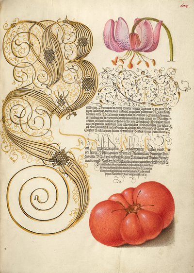 Lirio y tomate Martagon de Joris Hoefnagel