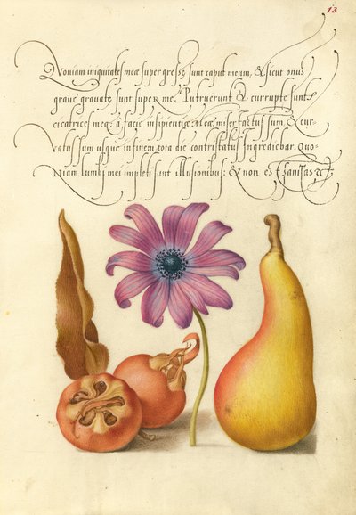 Níspero, anémona amapola y pera de Joris Hoefnagel