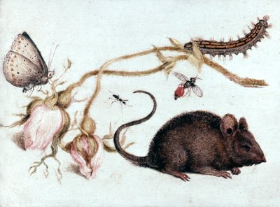 Ratón, flor e insecto, siglo XVI de Joris Hoefnagel