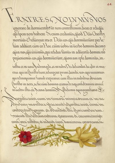 Ojo de Faisán y Ranúnculo de Joris Hoefnagel