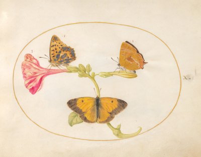 Placa 10: Mariposa marrón, fritilaria plateada y mariposa amarilla nublada en una flor de las cuatro en punto de Joris Hoefnagel