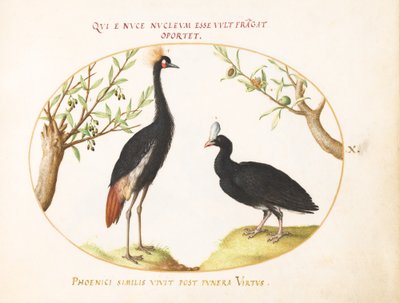 Placa 10: Grulla coronada gris y currasow con casco de Joris Hoefnagel