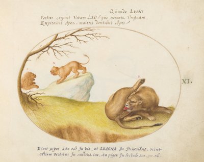 Placa 11: Una leona con dos leones en el fondo de Joris Hoefnagel