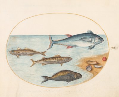 Placa 11: Cuatro peces y conchas de Joris Hoefnagel