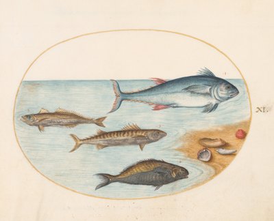 Lámina 11: Cuatro peces y conchas de Joris Hoefnagel