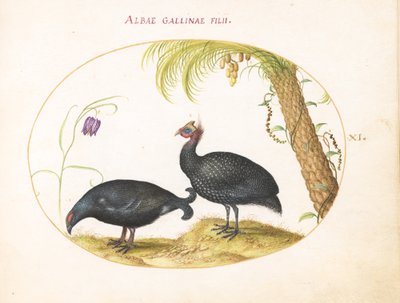 Plato 11: Pareja de gallinas de Guinea con palmera y fritillaria de Joris Hoefnagel