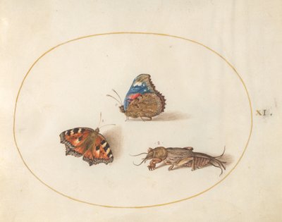 Plato 11: Mariposas de Ortiga y Almirante Rojo con un Grillo Topo de Joris Hoefnagel