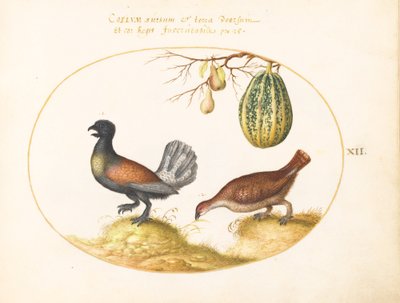 Plato 12: Par de Urogallos con un Melón y Peras de Joris Hoefnagel