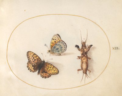 Placa 12: Dos vistas de una mariposa (¿Fritilaria bordada de plata?) y un grillo topo de Joris Hoefnagel