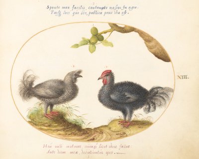 Plato 13: Dos pollos grises rizados de Joris Hoefnagel