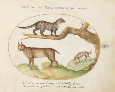 Placa 14: Una Civeta, un Lince y una Hiena de Joris Hoefnagel