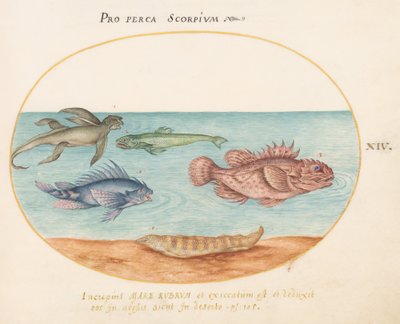 Placa 14: Un "mono marino", dos peces escorpión y dos otros peces de Joris Hoefnagel