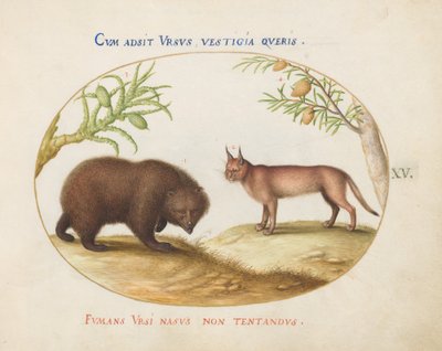 Placa 15: Un oso y un lince(?) de Joris Hoefnagel