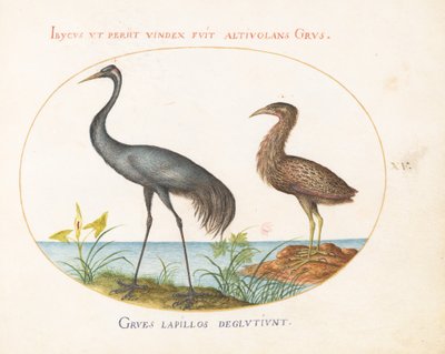 Placa 15: Grulla y avetoro(?) de Joris Hoefnagel