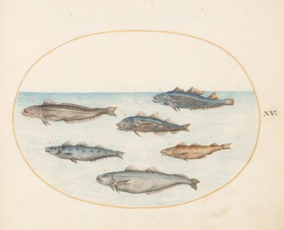 Placa 15: Seis peces "Asellorum" (¿Bacalao?) de Joris Hoefnagel