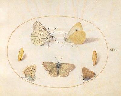 Lámina 16: blanca de venas negras, colias común, banda negra (?), argos del geranio (?) y azul común con dos crisálidas de Joris Hoefnagel