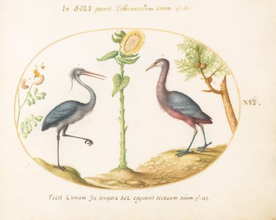 Placa 16: Dos garzas(?) con un girasol de Joris Hoefnagel