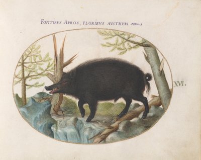Placa 16: Jabalí de Joris Hoefnagel